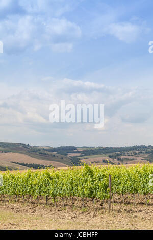 Valle Orcia, Italien. Toskanische Wideyard während der Frühjahrssaison. Stockfoto