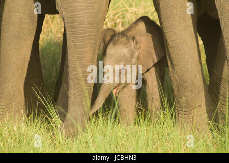 Wild baby Indischer Elefant Zuflucht unter die Beine von erwachsenen Frauen in Corbett National Park, Uttaranchal, Indien Stockfoto