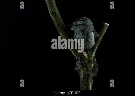 Tawny Frogmouth (ein Strigoides) sitzt auf einem Ast mit einem schwarzen Hintergrund nach links Stockfoto