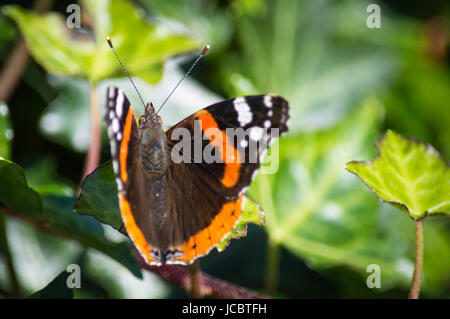 Red Admiral Schmetterling auf Efeu Stockfoto