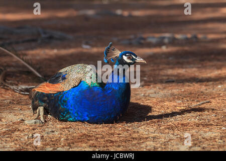 Pfau, sitzen in Plaka Wald auf der Insel Kos, Griechenland Stockfoto