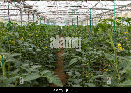 Reihen von Tomatenpflanzen wachsen drinnen in einem großen industriellen Gewächshaus Stockfoto