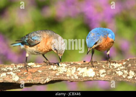 Östlichen Bluebirds (Sialia Sialis) auf einem Hochsitz mit Blumen Stockfoto