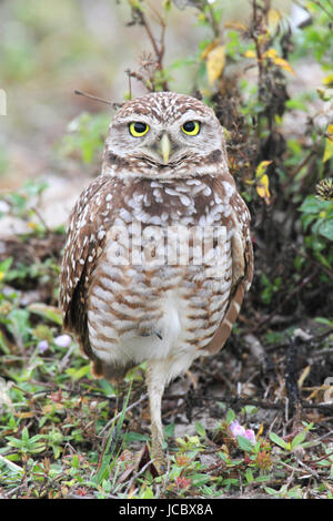 Kanincheneule (Athene Cunicularia) von einem Nest-Loch in den Florida Everglades Stockfoto