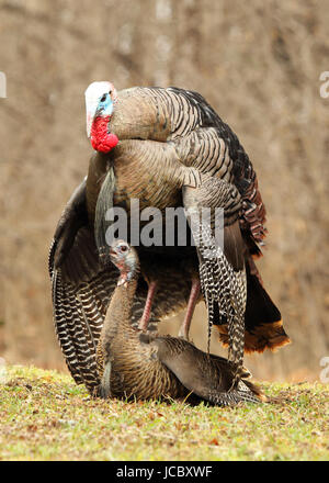 Ein männlicher wilde Türkei behauptet es Mate's im Frühling in Wisconsin. Stockfoto