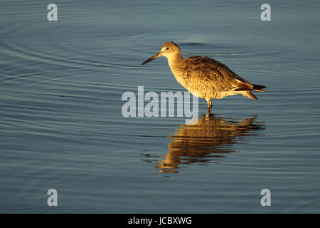 Ein Willet in das Plätschern des Ozeans. Stockfoto