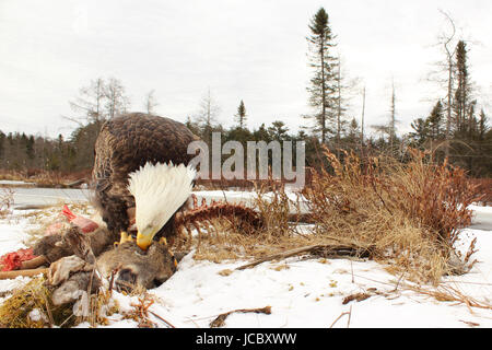 Ein Weißkopfseeadler essen die zarten Augapfel der ein Reh im Winter im North Woods. Stockfoto