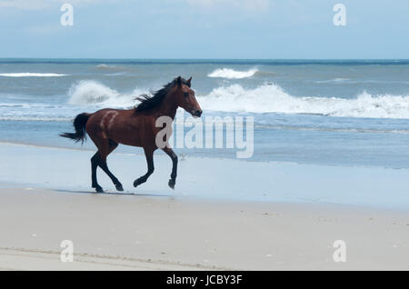 Wilden koloniale spanische Mustangs auf den Dünen und Strand im nördlichen Currituck Outer Banks Stockfoto