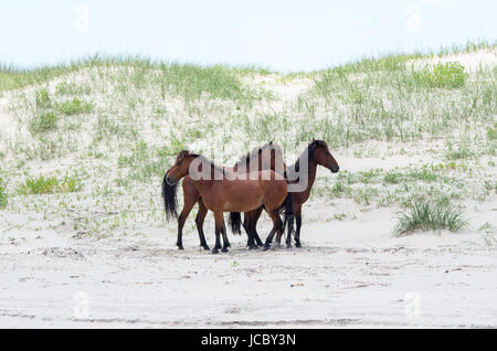 Wilden koloniale spanische Mustangs auf den Dünen und Strand im nördlichen Currituck Outer Banks Stockfoto