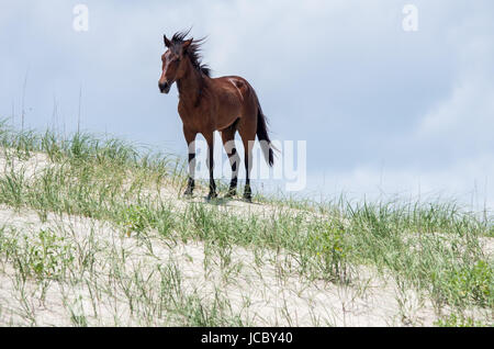 Wilden koloniale spanische Mustangs auf den Dünen und Strand im nördlichen Currituck Outer Banks Stockfoto