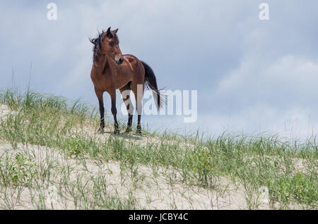 Wilden koloniale spanische Mustangs auf den Dünen und Strand im nördlichen Currituck Outer Banks Stockfoto