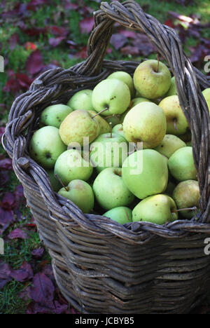 Korb mit frisch geernteten Äpfel aus dem herbstlichen Obstgarten Stockfoto
