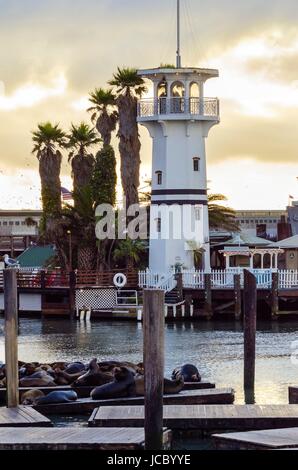 Junge süße Seelöwen liegend auf einer hölzernen Plattform auf Pier 39 am Fishermans Wharf in San Francisco, California, Vereinigte Staaten von Amerika und ein Leuchtturm im Hintergrund. Stockfoto