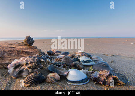 Muscheln und Stücke aus Holz, mit dem Strand im Hintergrund Stockfoto