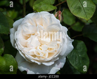 Winchester Cathedral rose Stockfoto