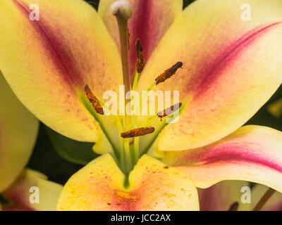 Bunte gelblich Feuerlilie Blume mit seinen dunklen Braun Pollen und Narbe deutlich sichtbar Stockfoto