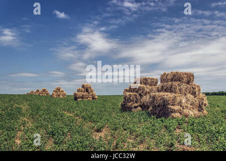 Landschaft, Serbien - Heuballen in einem Feld Stockfoto