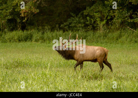 Großen Stier Elch Trompeten während der Brunft zu anderen Bullen abzuschrecken. Stockfoto