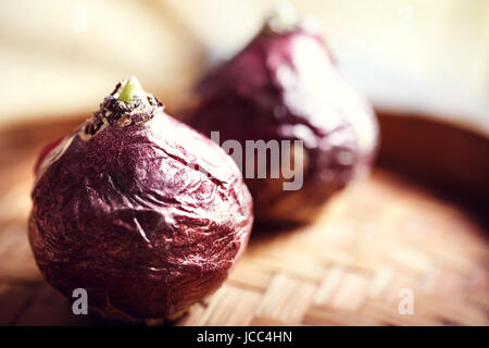 Hyazinthe Zwiebeln mit kleinen grünen Knospen Stockfoto