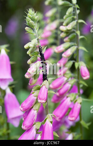 APHIS Fabae. Schwarze Bohne Blattläuse auf Digitalis Purpurea. Stockfoto