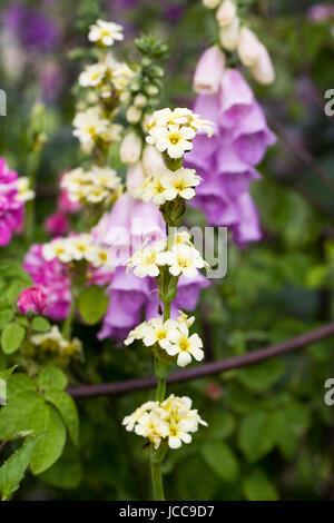 Sisyrinchium Striatum und Digitalis Purpurea Blumen. Stockfoto