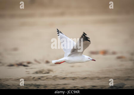 Ein Bild von einer Möwe im Flug am Strand Stockfoto