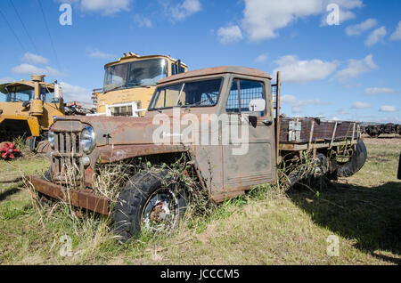 Einem alten Willys Jeep-LKW in einem Fahrzeug-Friedhof im ländlichen New South Wales Australien. Stockfoto