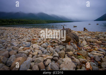 Eine Ente am See in Queenstown, Neuseeland. Stockfoto