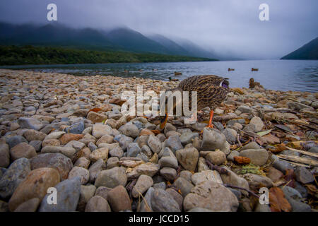 Eine Ente am See in Queenstown, Neuseeland. Stockfoto
