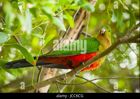 Neugierig Australian King-Papagei (Alisterus Scapularis) in der Struktur, in der Nähe von Apollo Bay auf der Grat Ocean Road, Victoria - Australien. Stockfoto