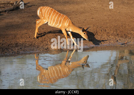 Weiblicher Nyala-Antilope (Tragelaphus Angasii)-Trinkwasser, Mkuze Game reserve, Südafrika Stockfoto