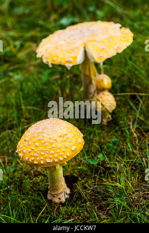 Giftige gelbe Pilz Details in der Natur wächst Gras Stockfoto