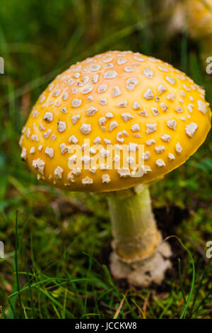 Giftige gelbe Pilz Details in der Natur wächst Gras Stockfoto