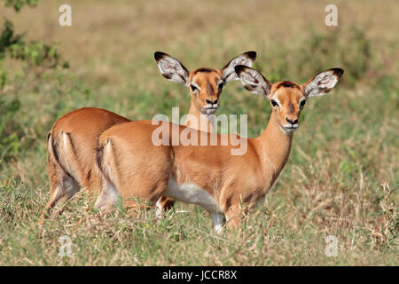 Zwei kleine Impala Antilope (Aepyceros Melampus) Lämmer, Lake-Nakuru-Nationalpark, Kenia Stockfoto