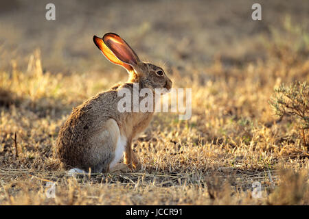 Scheuern Sie Hasen (Lepus Inselbogens) im natürlichen Lebensraum, Südafrika Stockfoto