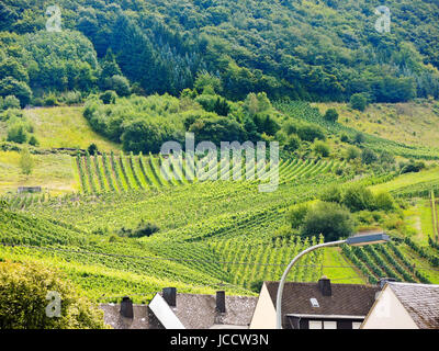 Weinberg auf grünen Hügeln an Mosel, Deutschland Stockfoto