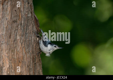 Weißer-breasted Kleiber am Baumstamm. Stockfoto