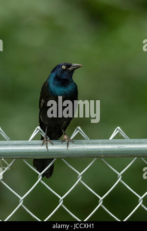 Gemeinsamen Grackle thront am Zaun. Stockfoto