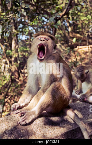 Eine Haube Makaken-Affen (Gattung: Macaca Sinica) zeigt seine Zähne und die Zähne beim Sitzen auf einem Felsen in der Nähe der Tempelanlage in Dambulla in Sri Lanka. Stockfoto