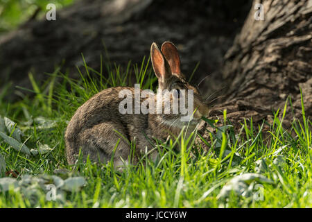 Östlichen Cottontail Kaninchen Futter um Baum. Stockfoto