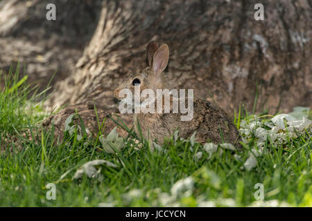 Östlichen Cottontail Kaninchen Futter um Baum. Stockfoto