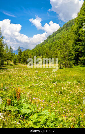 Berglandschaft mit einer blühenden Wiese und Tanne Baum Wald Stockfoto