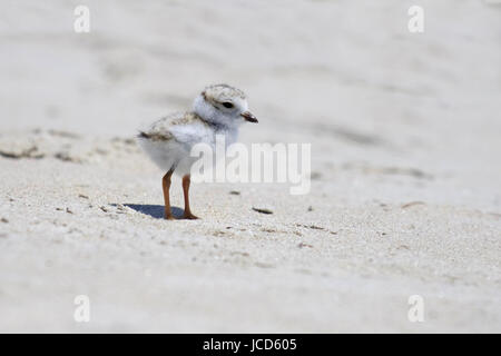 Eine Rohrleitung Regenpfeifer Charadrius Melodus Küken stehen am Strand in Maine. Stockfoto