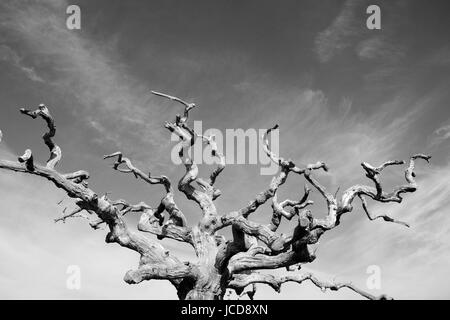 Alten krummen Baum auf dem Gelände Powderham Castle. Devon, UK. April 2016. Stockfoto