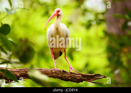 Unreifen weißen Ibis (Eudocimus Albus) auf einem Baum sitzend) sitzen auf einem Baum Stockfoto