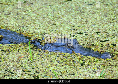Alligator (Alligator Mississippiensis) in einem Sumpf Stockfoto