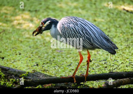 Gelb-gekrönter Nacht-Reiher (Nyctanassa Violacea) Krebse essen Stockfoto