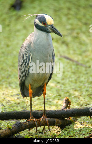 Gelb-gekrönter Nacht-Reiher (Nyctanassa Violacea) in einem Sumpf Stockfoto