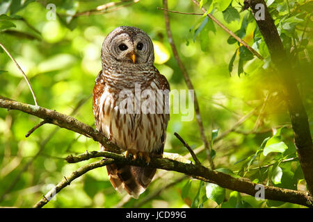 Streifenkauz (Strix Varia) auf einem Baum sitzen. Streifenkauz ist am besten bekannt als Hoot Owl für seine unverwechselbaren Forderung Stockfoto