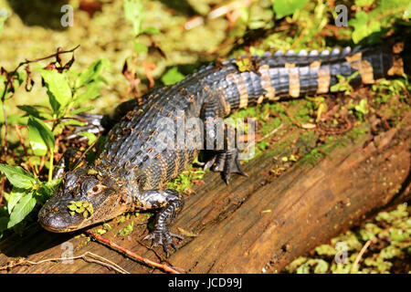 Alligator (Alligator Mississippiensis) ruht auf einem Baumstamm Stockfoto